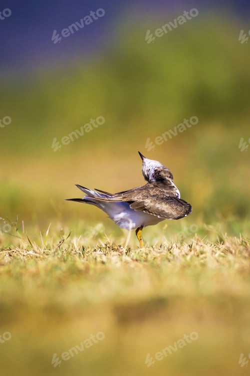 Preview: Cute Bird Plover. Green,Yellow And Blue Color Nature Background. Bird: Little Ringed Plover