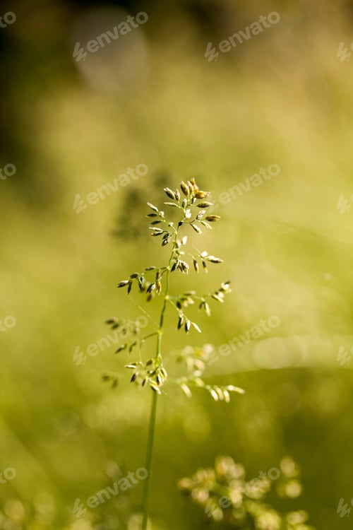 Preview: Green Plants Isolated On Natural Background With Beautiful Bokeh And Contour Light