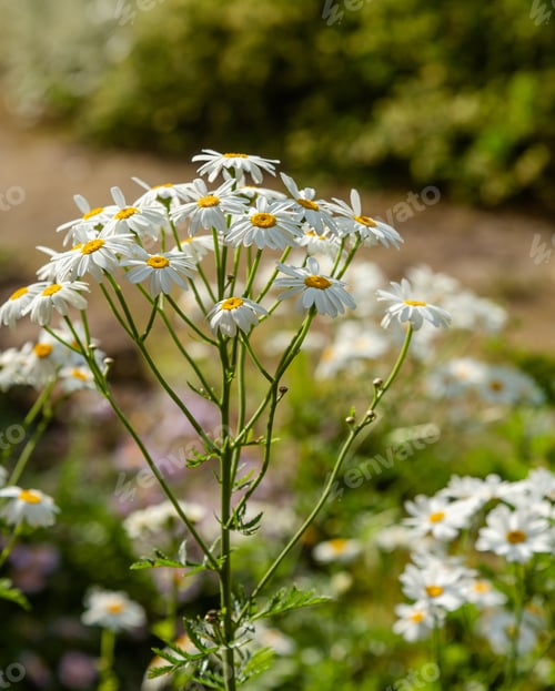 Preview: Tanacetum Corymbosum (Caucasian Chamomile) In Garden. Flowering Of Daisies. Oxeye Daisy