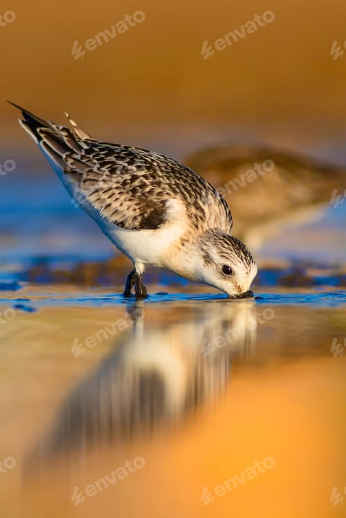 Preview: Cute Little Bird. Natural Background. Bird: Little Stint. Calidris Minuta.