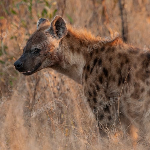 Preview: Spotted Hyena In The Kruger National Park, South Africa
