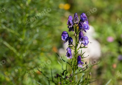 Preview: Purple Flowers In The Mountains