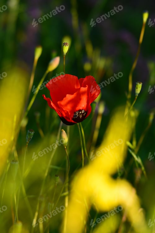 Preview: Field Poppy Under Sunlight