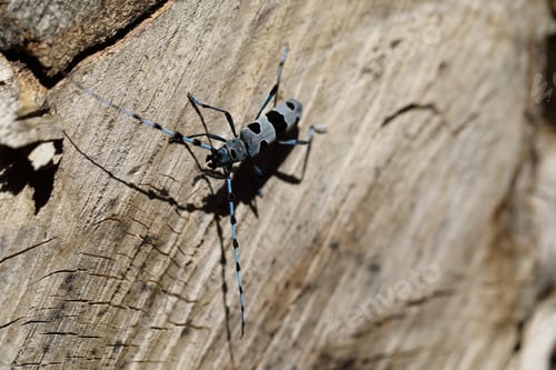 Preview: Rosalia Longicorn (Rosalia Alpina) Or Alpine Longhorn Beetle Swabian Jura Germany