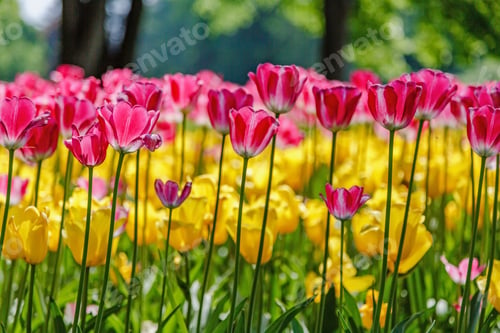 Preview: Blooming Tulips In The Spring Garden