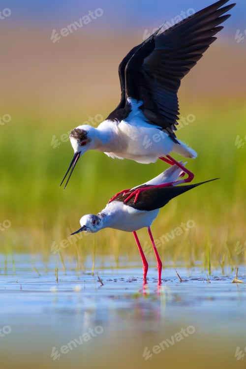 Preview: Romantic Birds. Blue Green Nature Background Black Winged Stilt