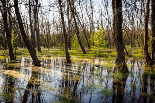 Preview: Flooded Forest Meadow In Spring Time
