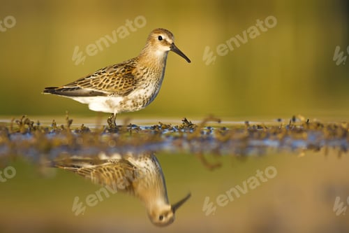 Preview: Nature Habitat And Water Bird. Feeding Bird. Green Yellow Nature Background. Common Water Bird