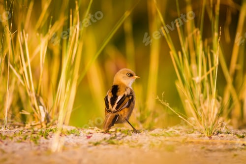 Preview: Cute Bird. Warm Colors Nature Background Bearded Reedling / Panurus Biarmicus