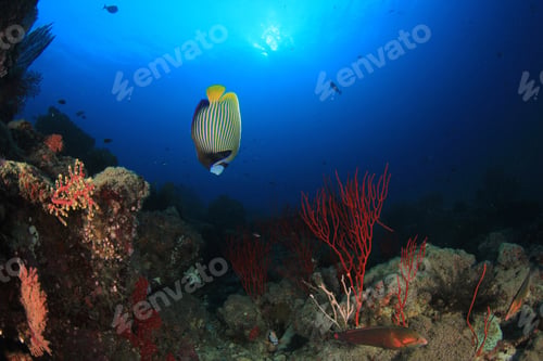 Preview: Underwater Coral Reef And Tropical Fish In Thailand
