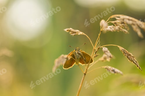 Preview: Butterfly Sitting On Plant. Close Up Of Beautiful Insect.