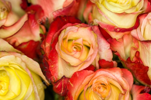 Preview: Beautiful Large Bouquet Of Yellow-Red Roses. Nature. Close Up, Selective Focus