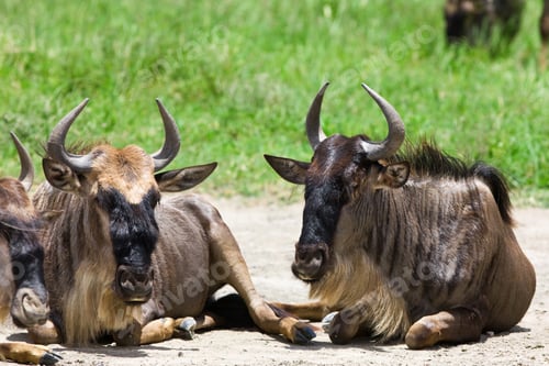 Preview: Two Wildebeests In Ngorongoro Crater, Tanzania