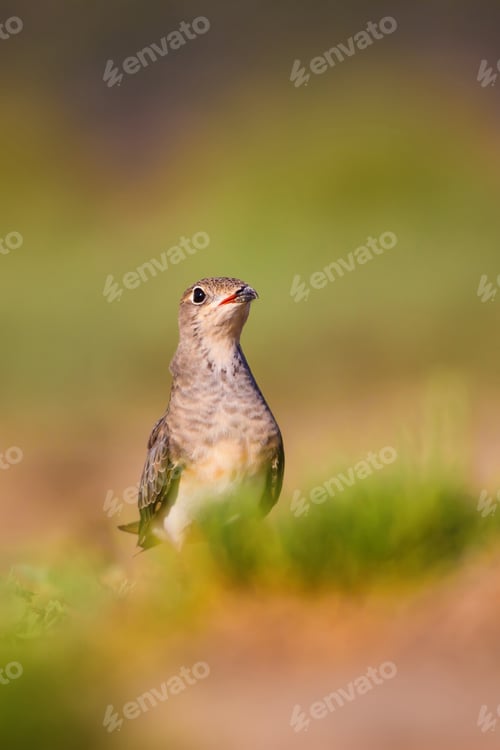 Preview: Cute Bird Collared Pratincole. Warm Colors Nature Background. Collared Pratincole / Glareola