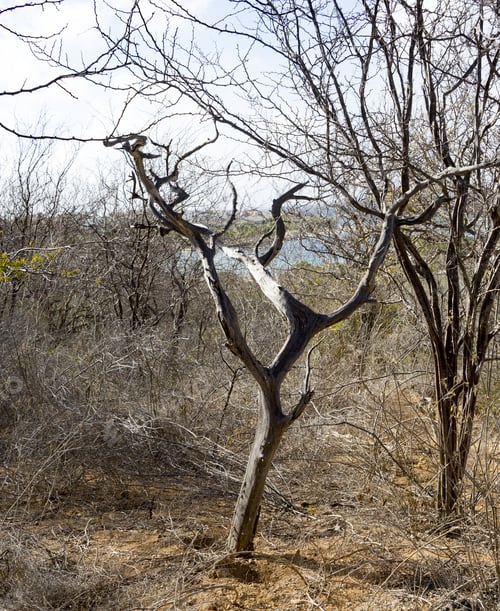 Preview: Mangroves And Beach At Jan Thiel - Views Around The Caribbean Island Of Curacao