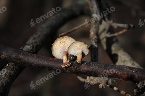 Preview: Wild Mushrooms Growing On Tree Bark