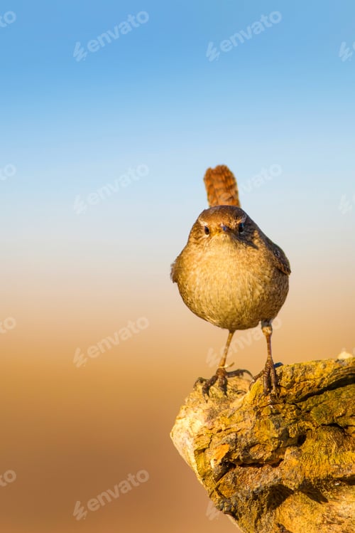 Preview: Cute Bird. Colorful Nature Background. Eurasian Wren. Troglodytes Troglodytes.