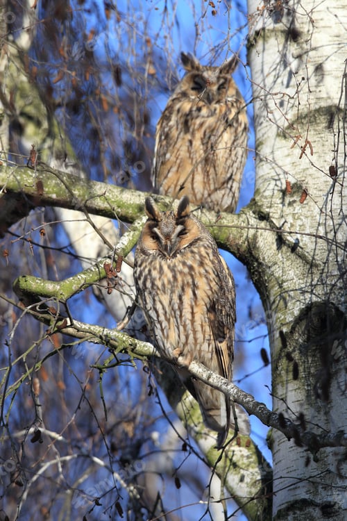 Preview: Long-Eared Owl (Asio Otus) Germany