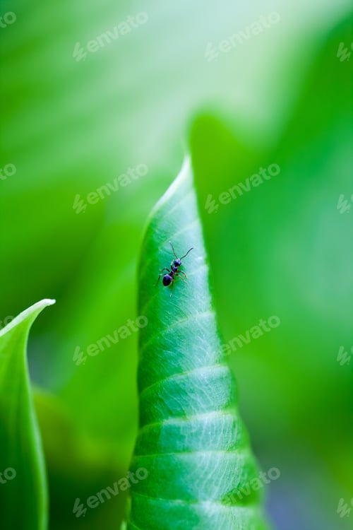 Preview: Green, Abstract Composition With Leaf Texture And Soft Focus
