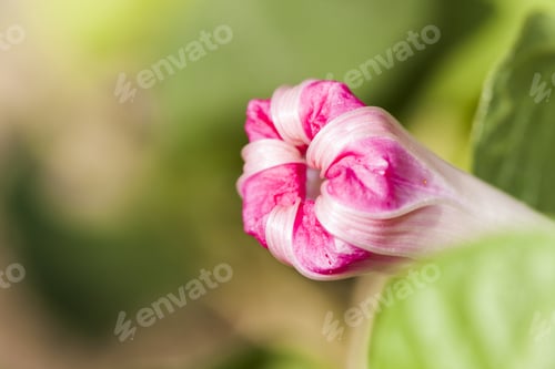 Preview: Ipomoea Purpurea (Morning Glory) Closed Flower With Details And Natural Background