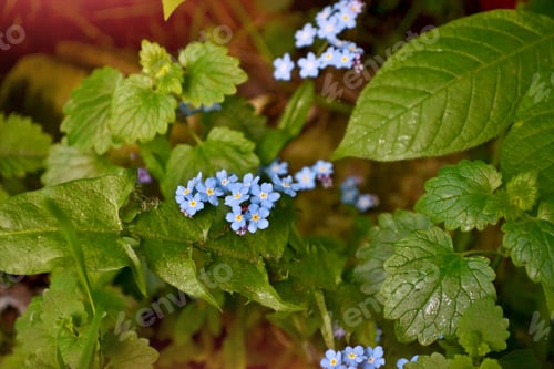 Preview: Me-Nots Wildflowers On The Background Of The Summer Landscape.