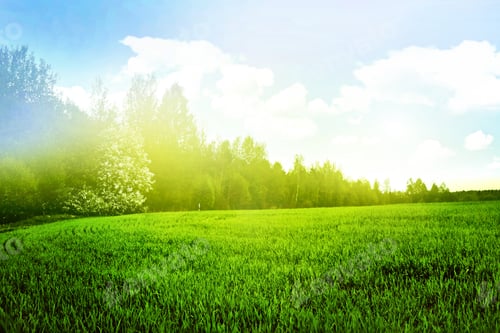 Preview: Spring Landscape Forest
