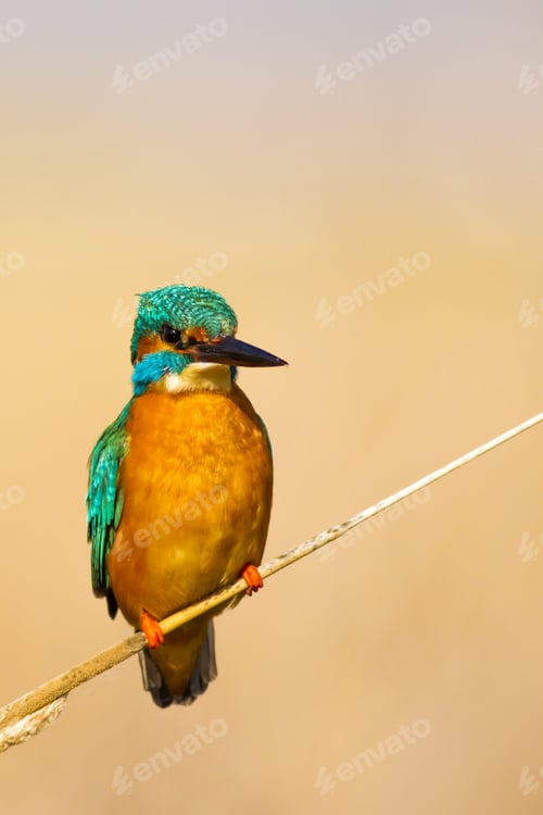 Preview: Cute Colorful Bird Kingfisher. Yellow Nature Background. Common Kingfisher / Alcedo Atthis