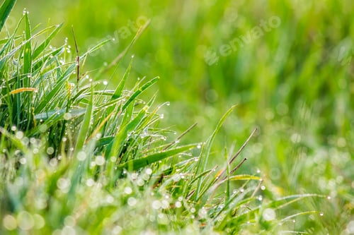 Preview: Forest Glade Close Up With Shiny Blur Of Wet Grass In The Warm Sun Light
