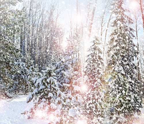Preview: Winter. Snowfall.