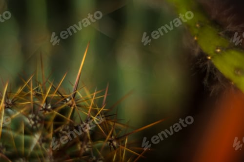 Preview: Cactus Echinopsis Tubiflora, Selective Focus, Close Up