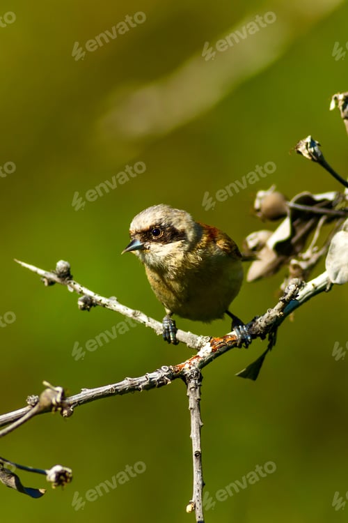 Preview: Cute Bird Eurasian Penduline Tit. Green Nature Background.