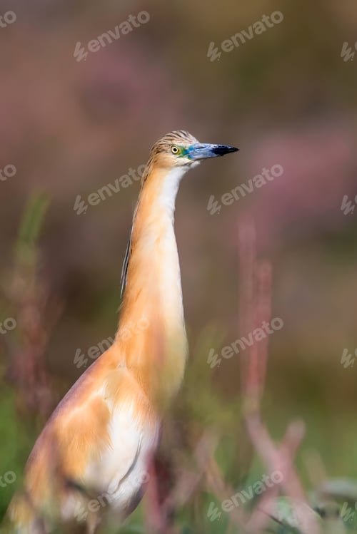 Preview: Heron. Nature Background. Bird: Squacco Heron. Ardeola Ralloides