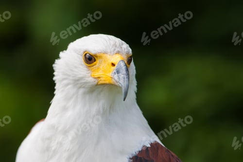 Preview: Bald Eagle Portrait