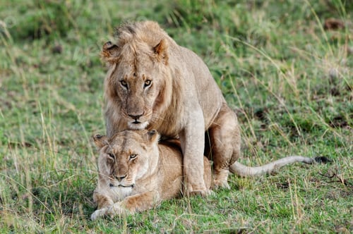 Preview: Mating Lion And Lioness In The Maasai Mara National Park, Kenya
