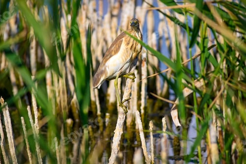 Preview: Heron And Habitat. Lake Reeds Background. Camouflage Animal. Bird: Common Squacco Heron. Ardeola