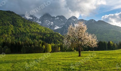 Preview: Cherry Tree Under The Mountain