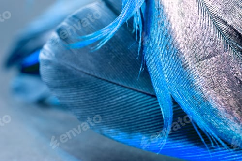 Preview: Colorful Rooster Feather With Details And Reflexions