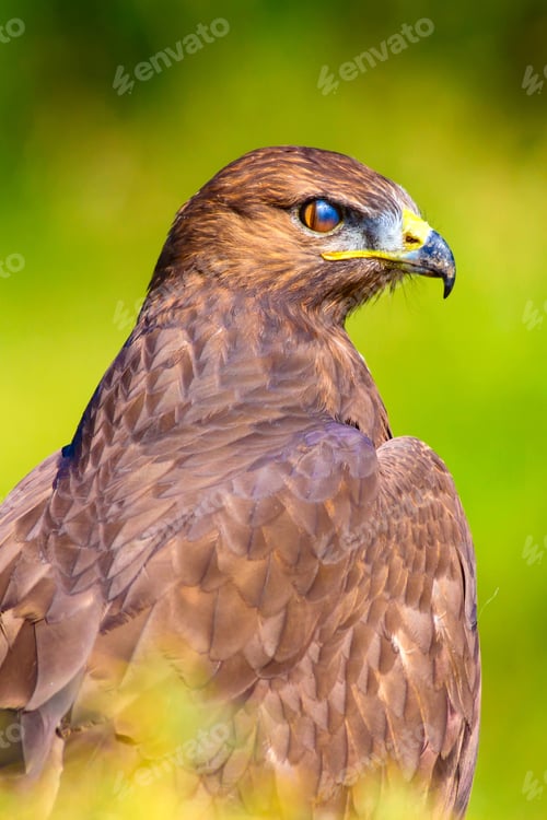 Preview: Bird Of Prey. Portrait Of Buzzard. Green Nature Background.