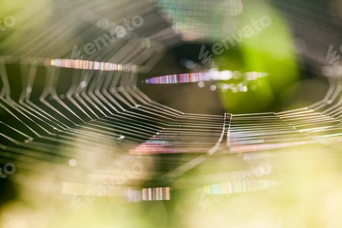 Preview: Abstract Composition With Spider Web Details And Natural Colors