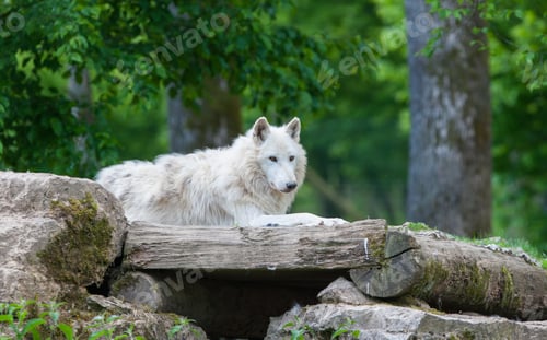 Preview: Large Adult Arctic Wolf In The Forest