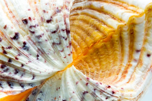 Preview: Seashell Colors And Texture