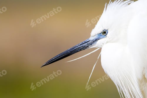 Preview: Beautiful White Heron. Colorful Nature Background. Heron: Little Egret. Egretta Garzetta.