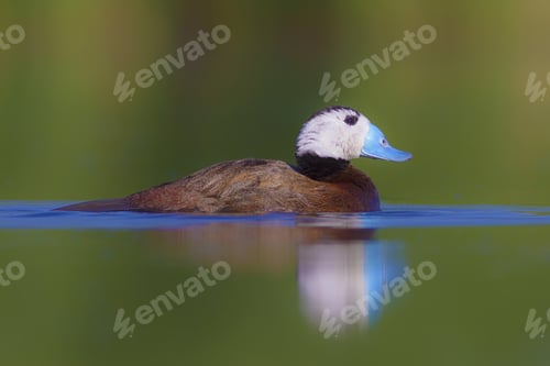 Preview: Swiming Duck. Green Nature Background. Duck: White Headed Duck. Oxyura Leucocephala.