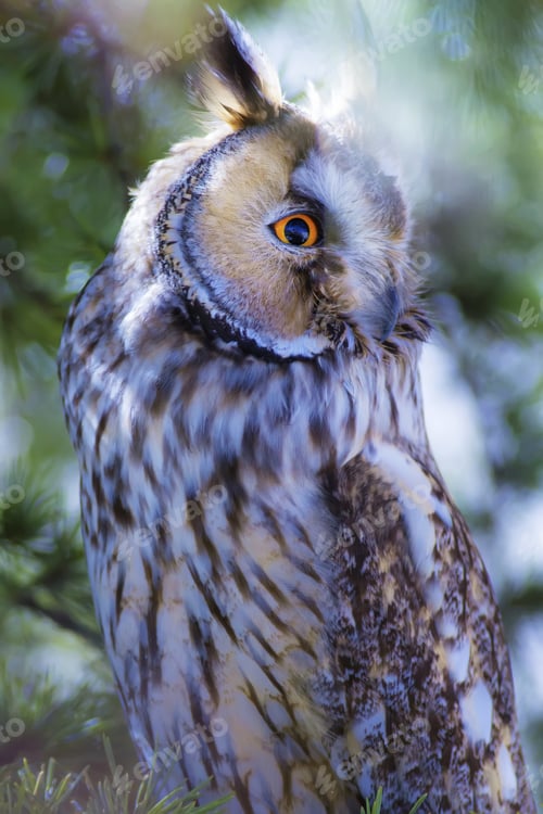 Preview: Owl Portrait In The Forest. Bird: Long Eared Owl. Asio Otus. Green Pine Tree Background.
