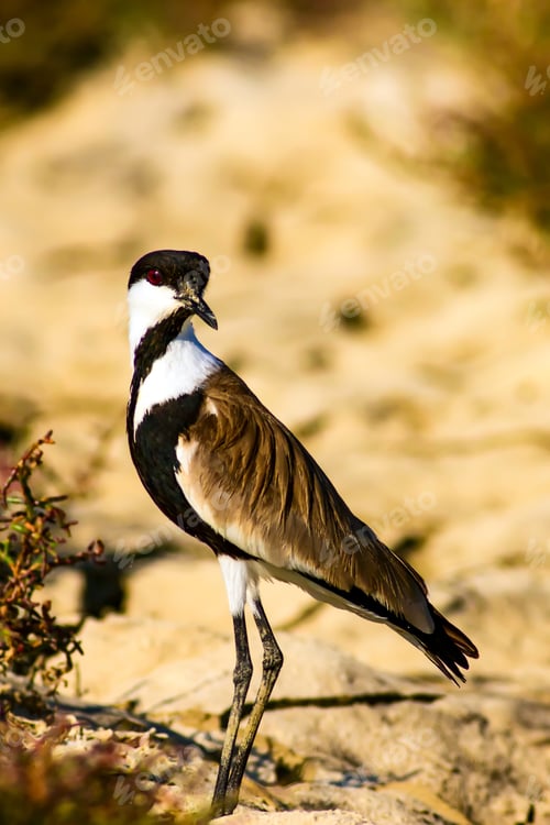 Preview: Nature And Bird. Spur Winged Lapwing. Vanellus Spinosus. Drought Nature Background.