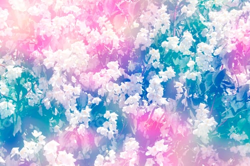 Preview: White Jasmine. The Branch Delicate Spring Flowers. Nature