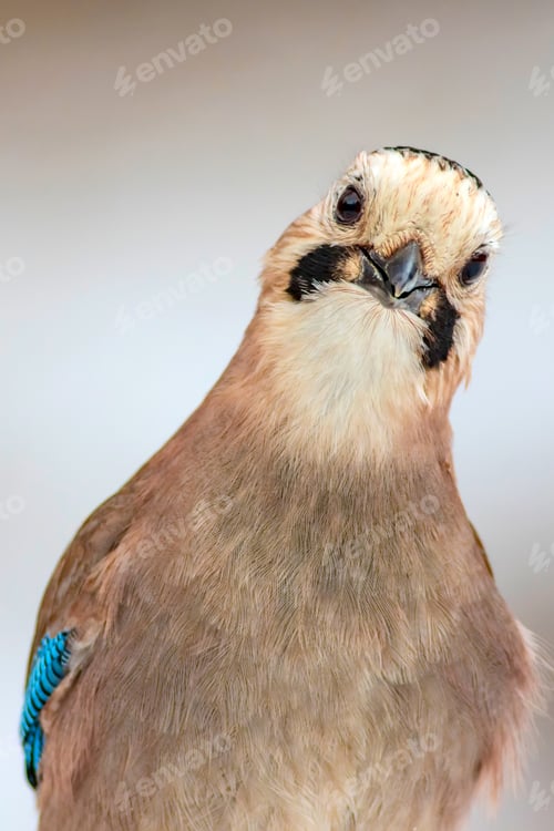 Preview: Cute Bird Eurasian Jay. Garrulus Glandarius. White Winter Background.
