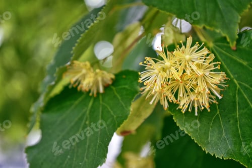 Preview: Sprig Of Flowering Linden Tree On The Background Of The Spring Landscape.