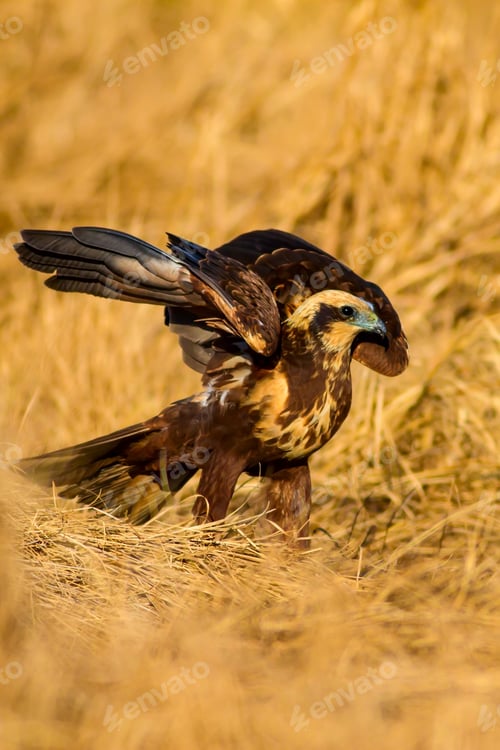 Preview: Wild Bird. Yellow Nature Background. Bird: Western Marsh Harrier. Circus Aeruginosus.