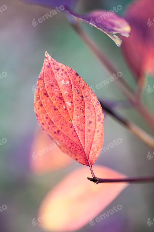 Preview: Beautiful Autumn Leaves In The Park